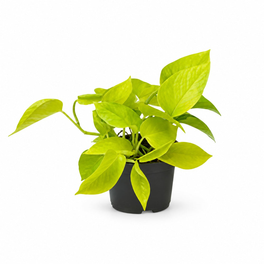 Epipremnum Golden Pothos (15cm, Ø12cm) im Kulturtopf