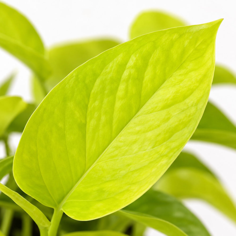 Epipremnum Golden Pothos (15cm, Ø12cm), Nahaufnahme Blatt