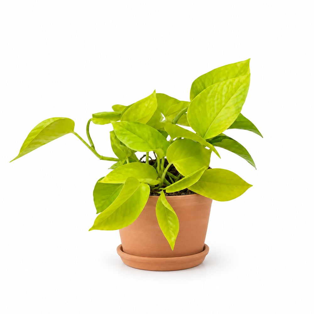 Epipremnum Golden Pothos (15cm, Ø12cm), Stylingbeispiel im Übertopf (Übertopf nicht enthalten)