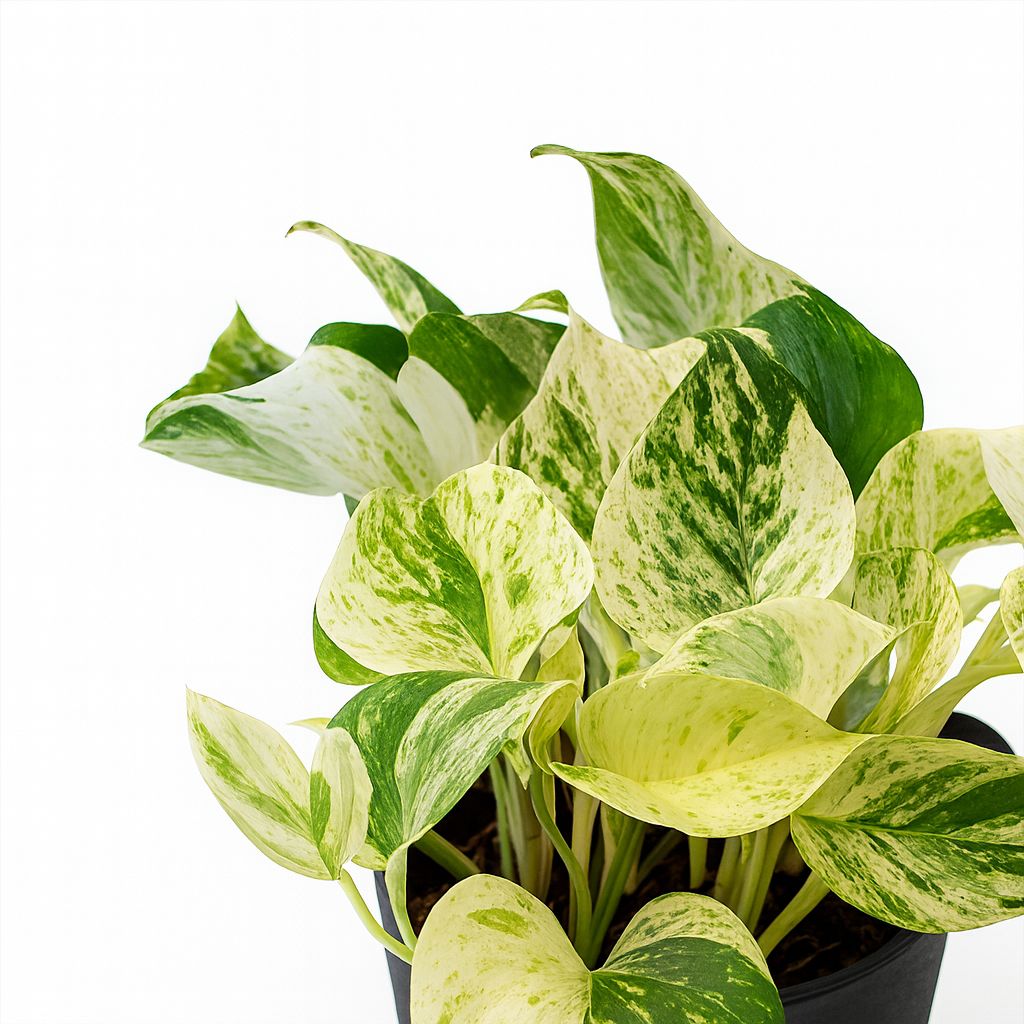 Epipremnum Happy Leaf 15cm im 12cm Topf Nahaufnahme