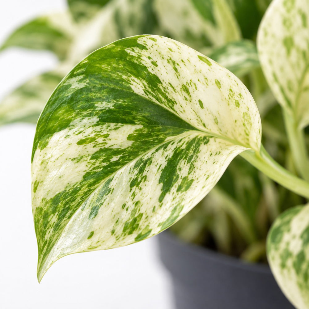 Epipremnum Happy Leaf, Nahaufnahme Blatt
