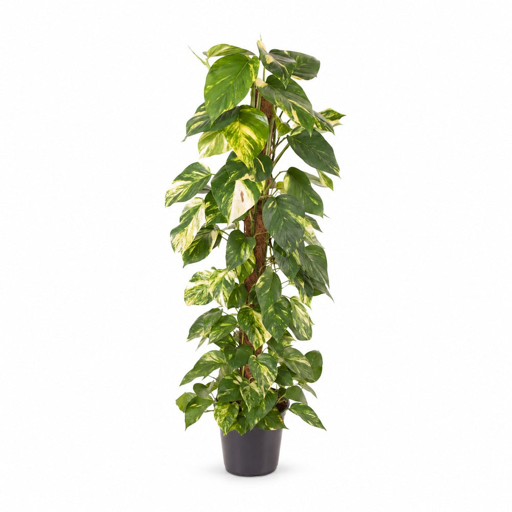 Epipremnum Pinnatum (120cm, Ø24cm) im Kulturtopf