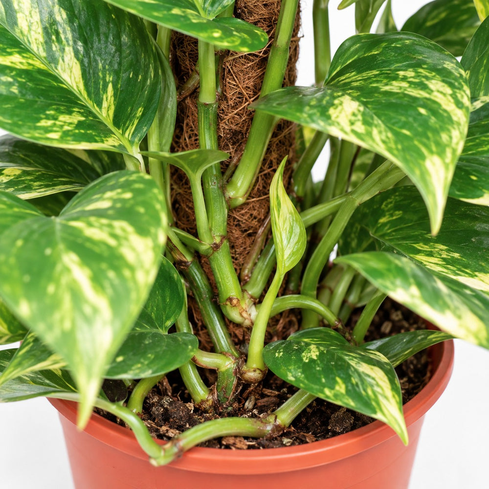Epipremnum Pinnatum (60cm, Ø15cm), Nahaufnahme Wuchs und Triebansatz