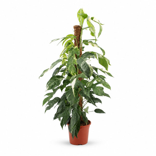 Epipremnum Pinnatum Albo Variegata - 125cm im Kulturtopf