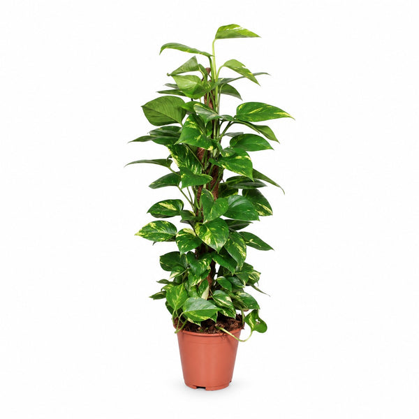 Epipremnum Pinnatum am Moosstab - 80cm im Kulturtopf