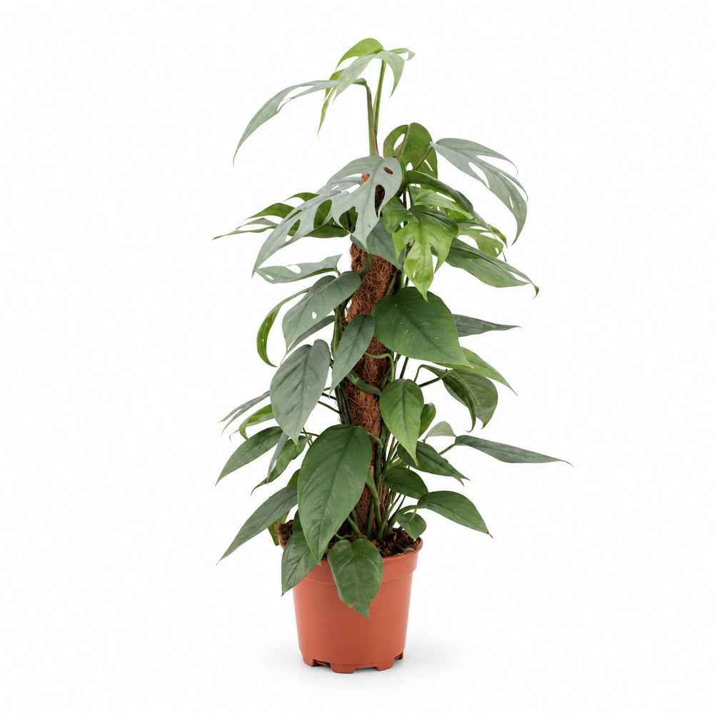 Epipremnum Pinnatum Cebu Blue (60cm, Ø17cm) im Kulturtopf