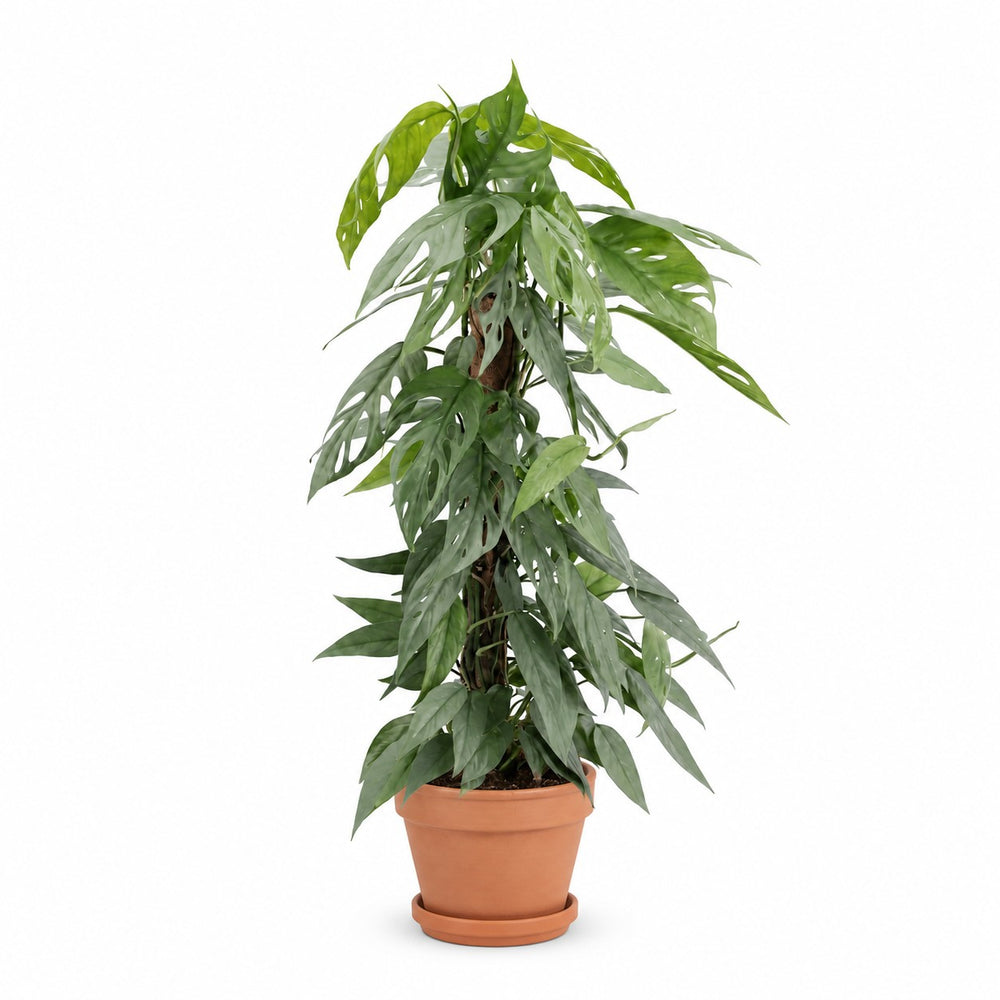 Epipremnum Pinnatum Cebu Blue (65cm, Ø17cm), Stylingbeispiel im Übertopf (Übertopf nicht enthalten)