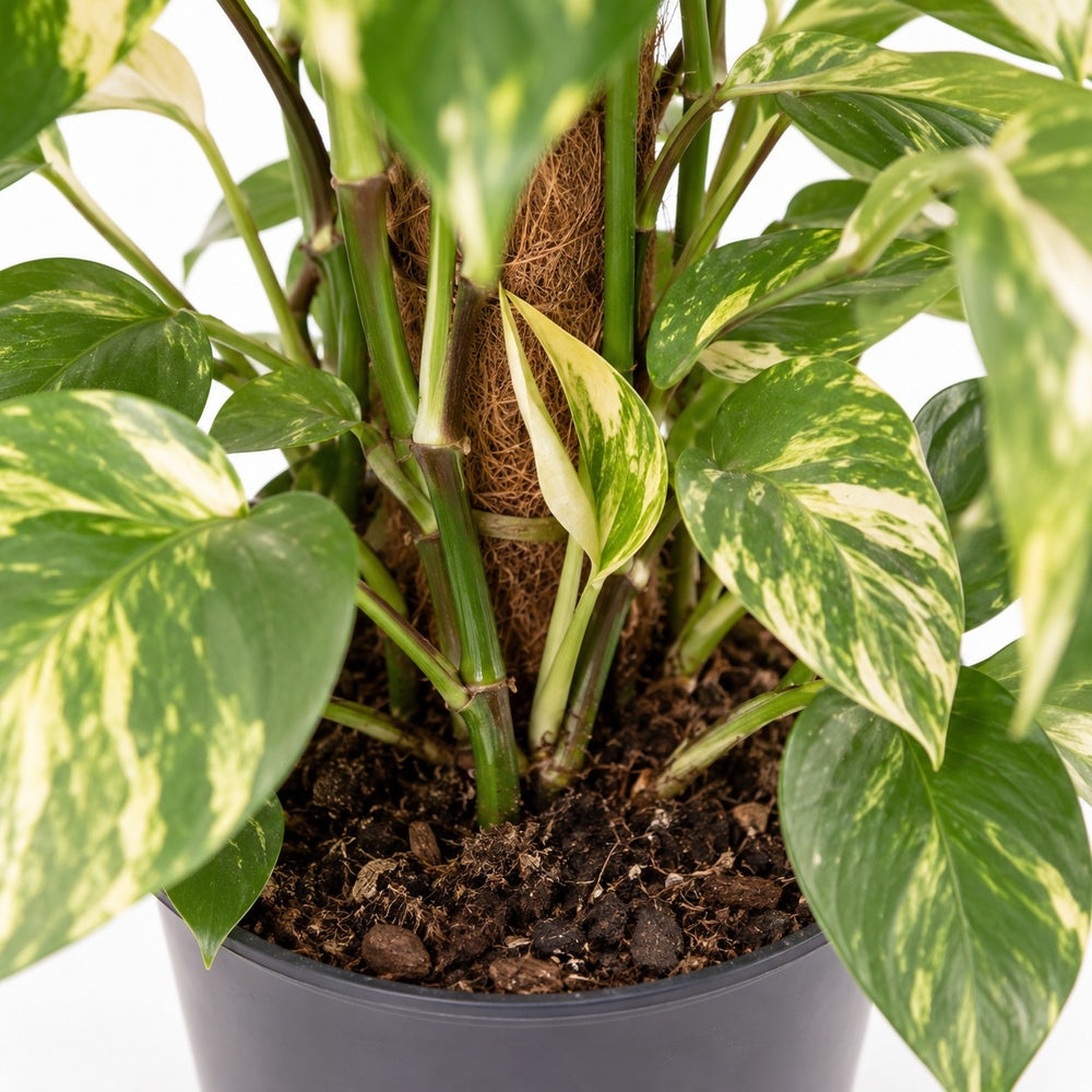 Epipremnum Pinnatum, Nahaufnahme Wuchs und Triebansatz