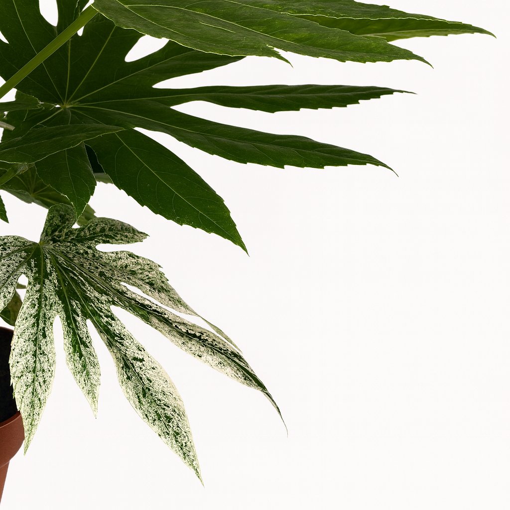 Fatsia Japonica Variegata 60cm Nahaufnahme