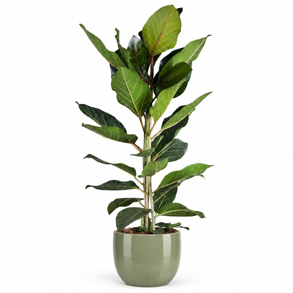 Ficus Benghalensis Joy (90cm, Ø21cm), Stylingbeispiel im Übertopf (Übertopf nicht enthalten)