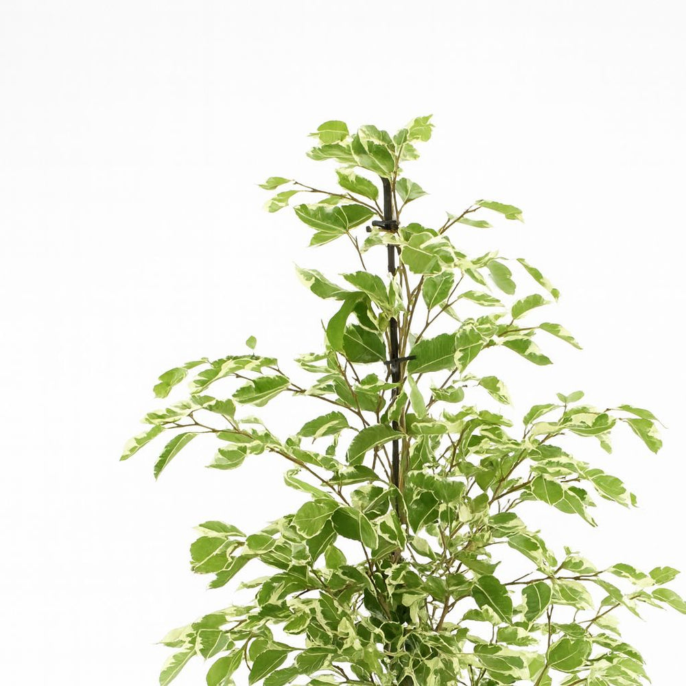 Ficus benjamina Twilight 95cm im 21cm Topf Nahaufnahme