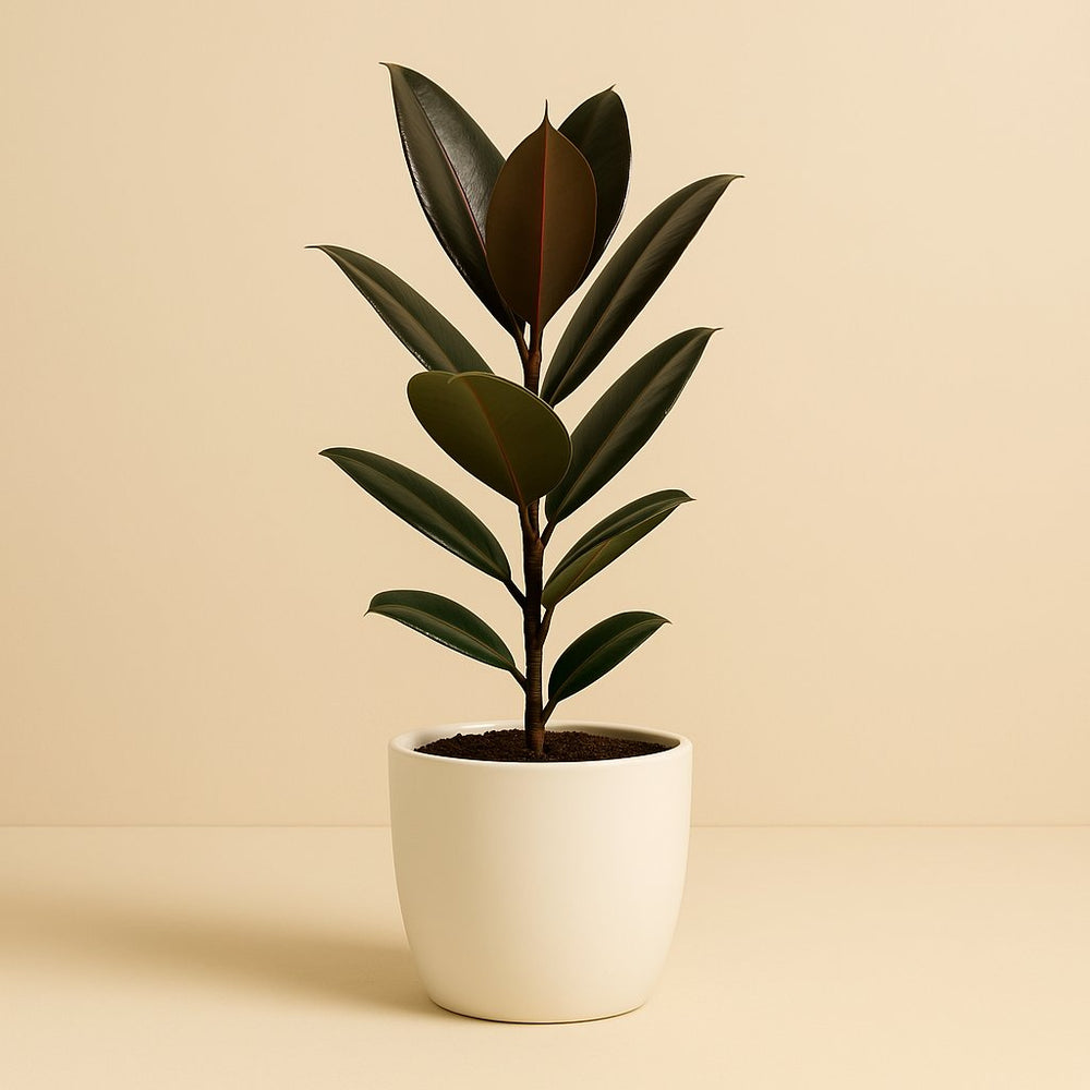 Ficus Elastica Melany 45cm im 14cm Topf