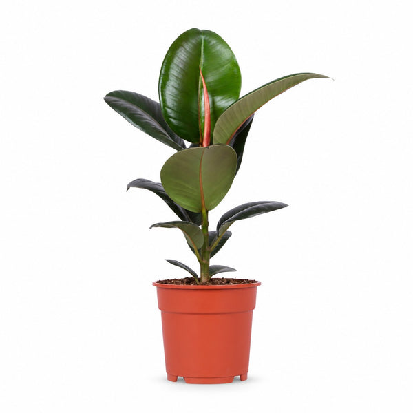 Ficus Elastica Robusta (55cm, Ø17cm) im Kulturtopf