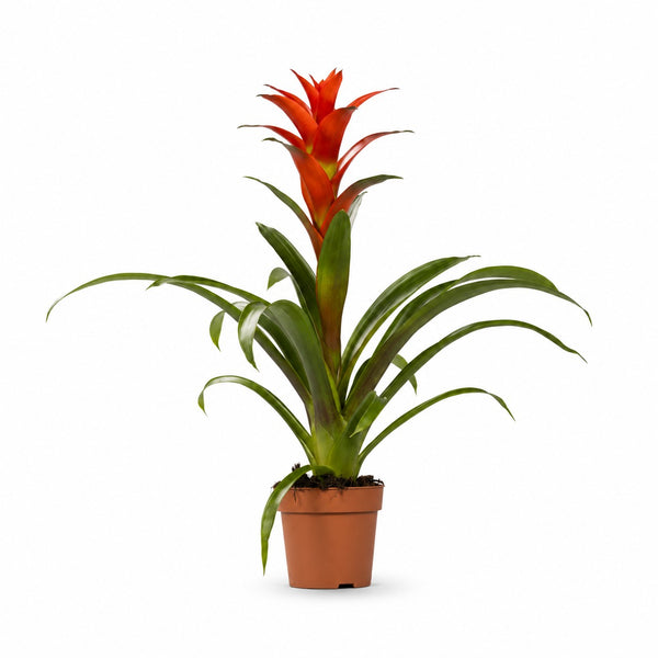 Guzmania Ostara (45cm, Ø12cm) im Kulturtopf