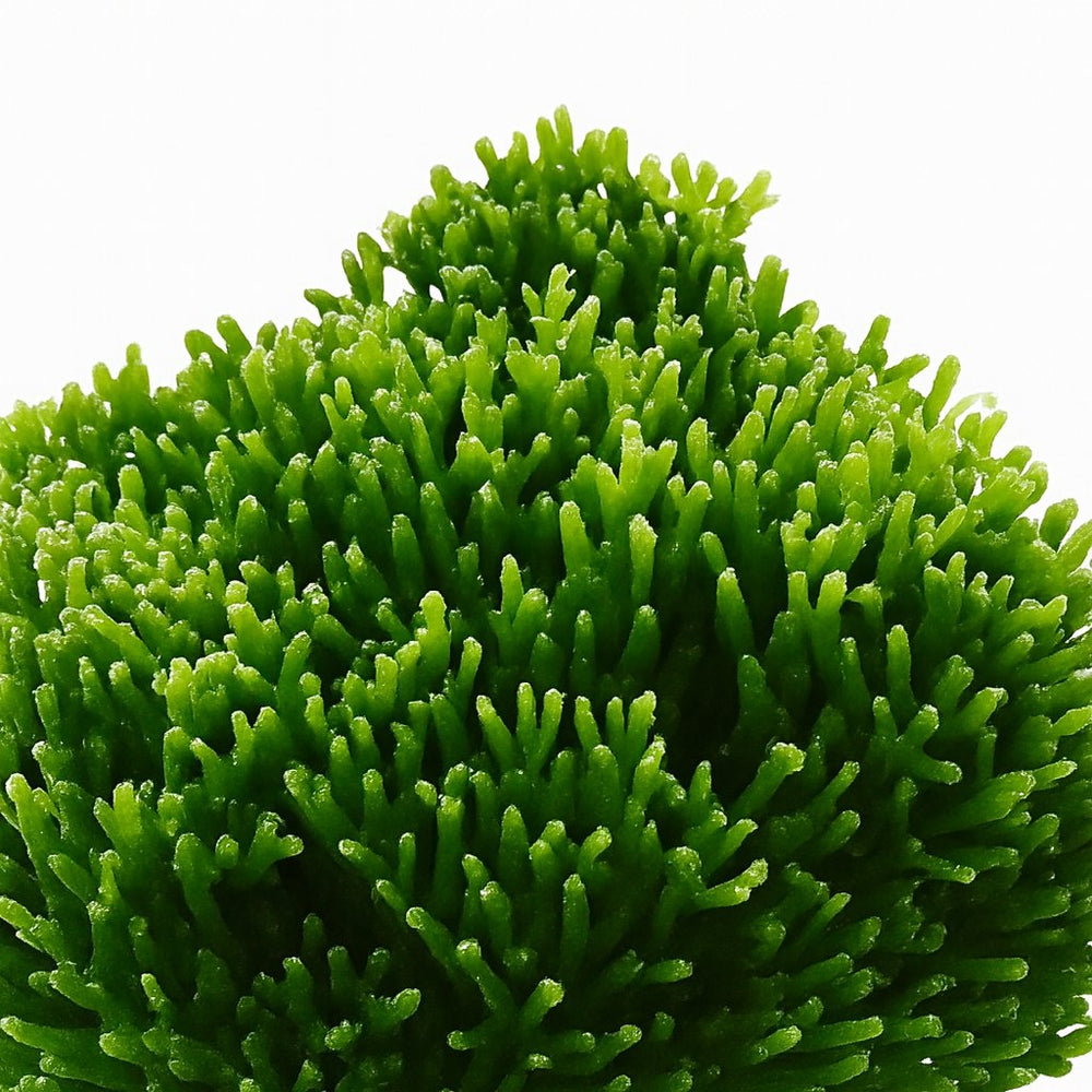 Hatiora Salicornioides 22cm im 12cm Topf Nahaufnahme