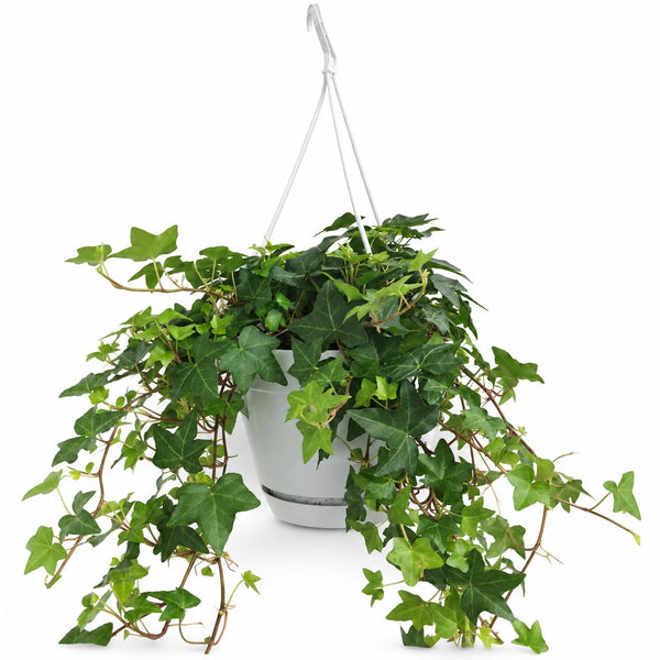 Hedera Helix hängend im Kulturtopf