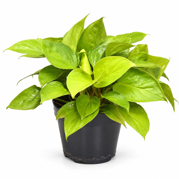 Homalomena Lemon Lime (30cm, Ø15cm) im Kulturtopf