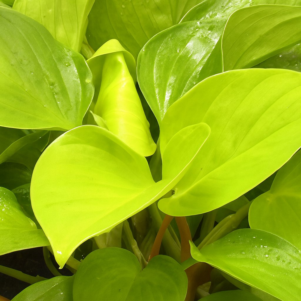 Homalomena Lemon Lime 30cm im 15cm Topf Nahaufnahme