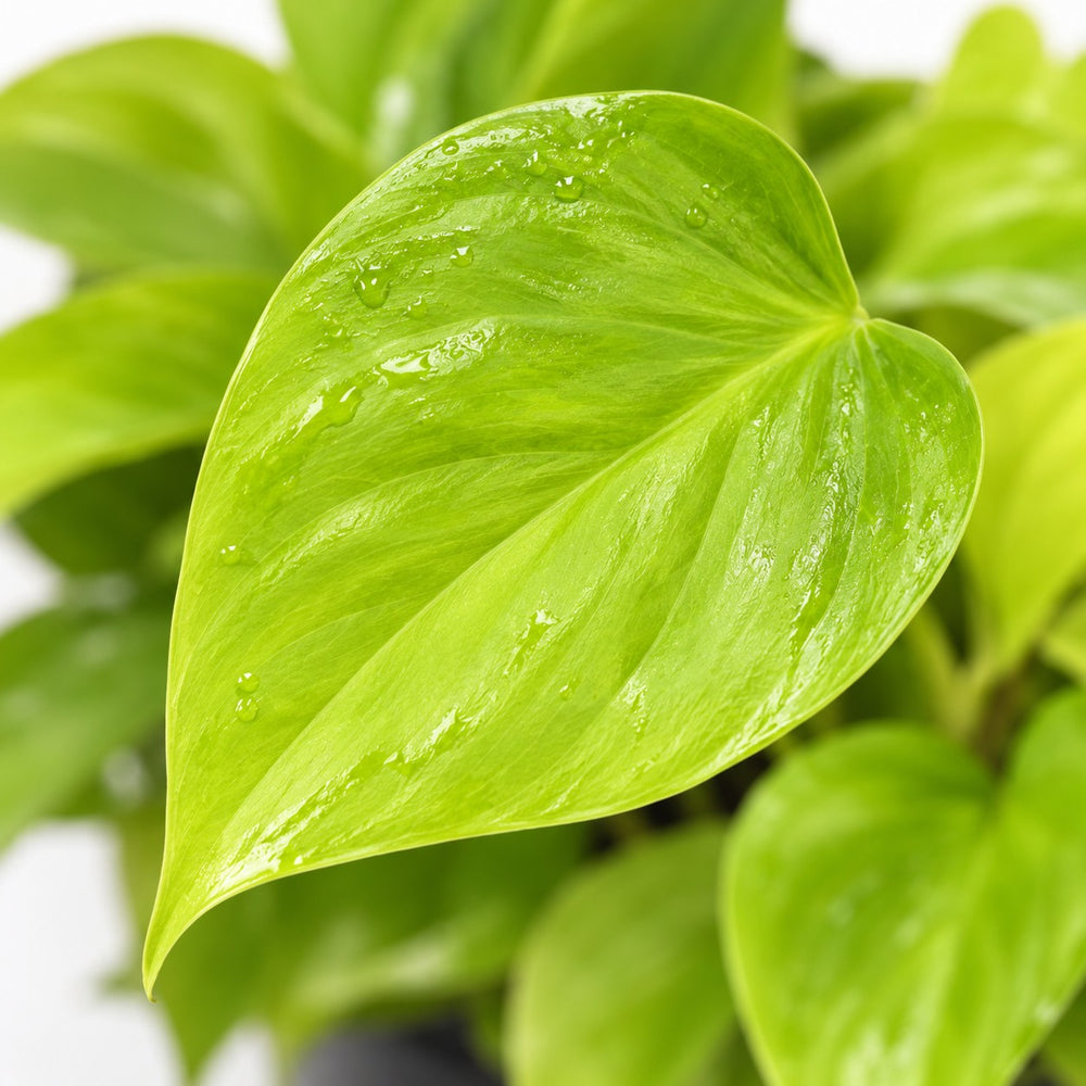 Homalomena Lemon Lime, Nahaufnahme Blatt