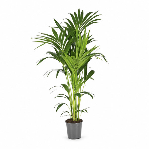 Howea Forsteriana (130cm, Ø21cm) im Kulturtopf