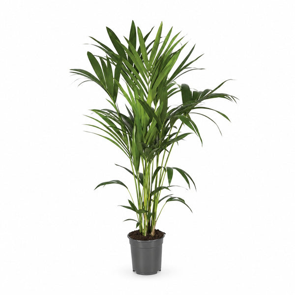 Kentia-Palme Howea Forsteriana - 120cm (Ø21cm) im Kulturtopf