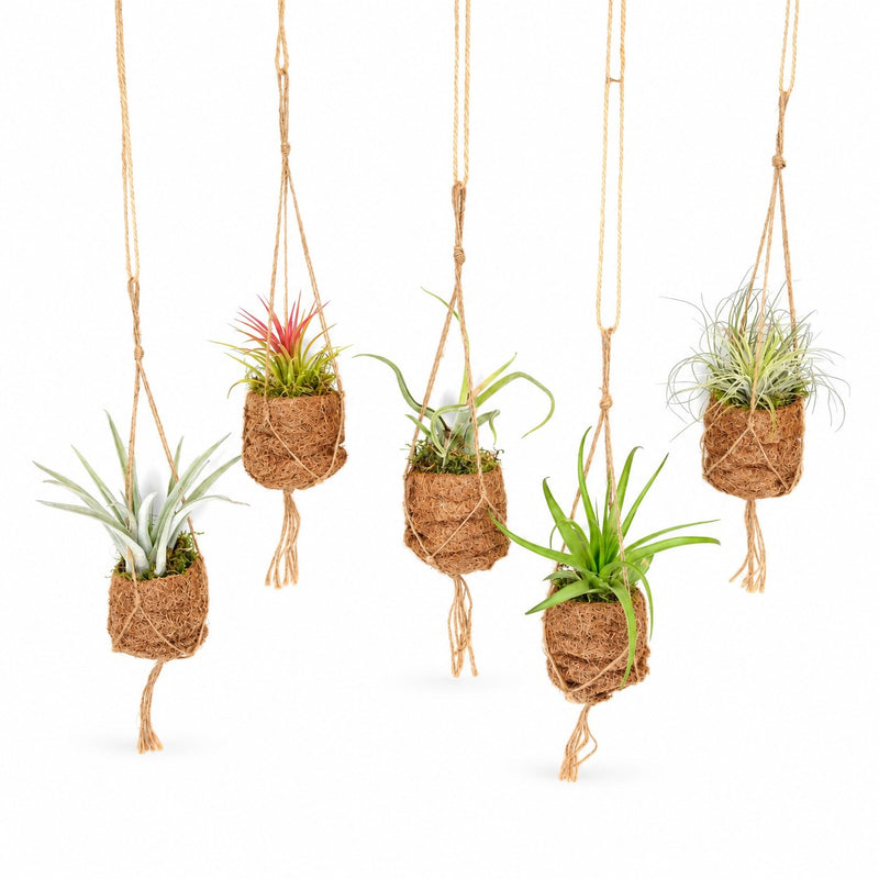 Kokodama Birdnest Tillandsia Mix - 8 Stück - 5cm Detail