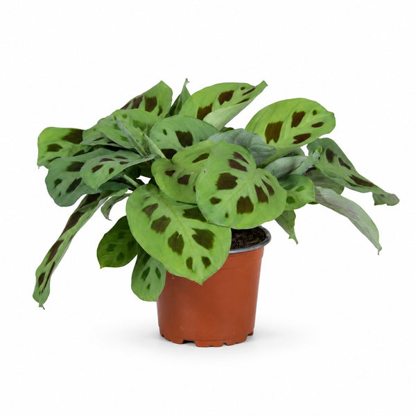 Maranta Leuconeura Kerchoveana (30cm, Ø12cm) im Kulturtopf