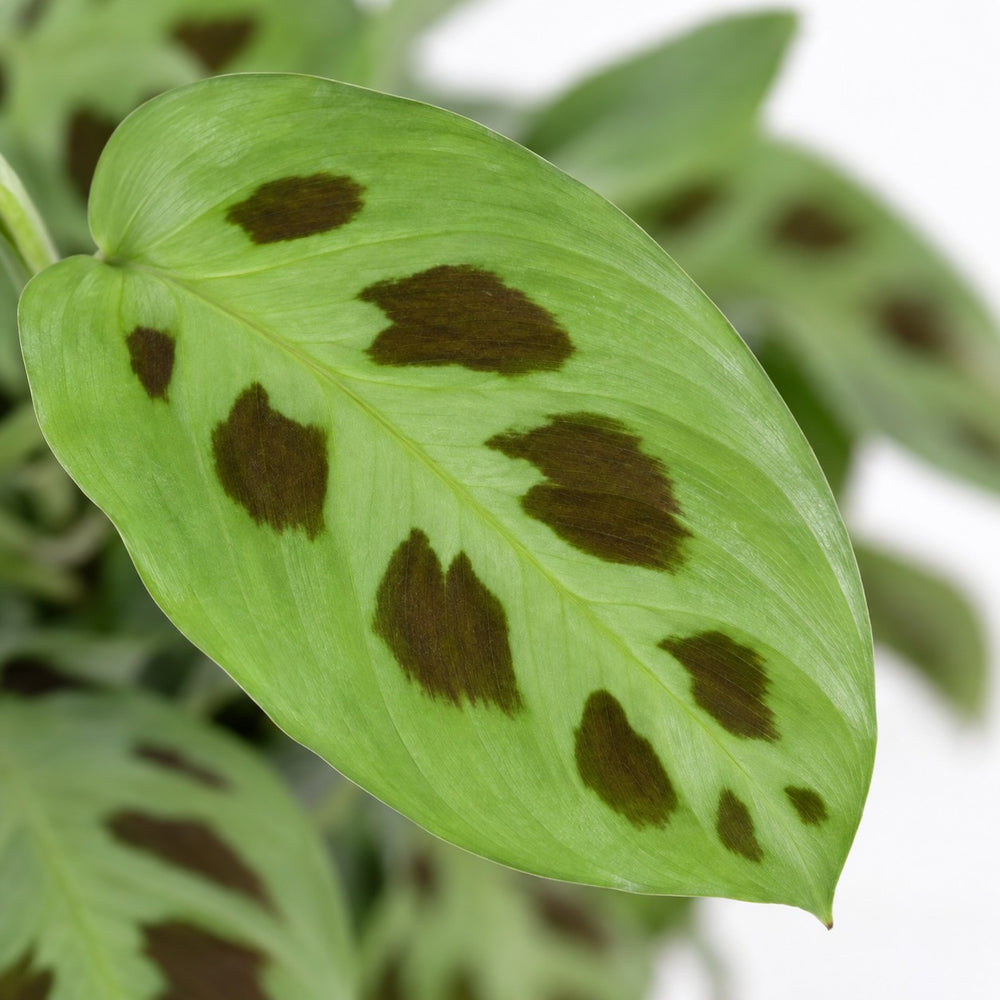 Maranta Leuconeura Kerchoveana, Nahaufnahme Blatt