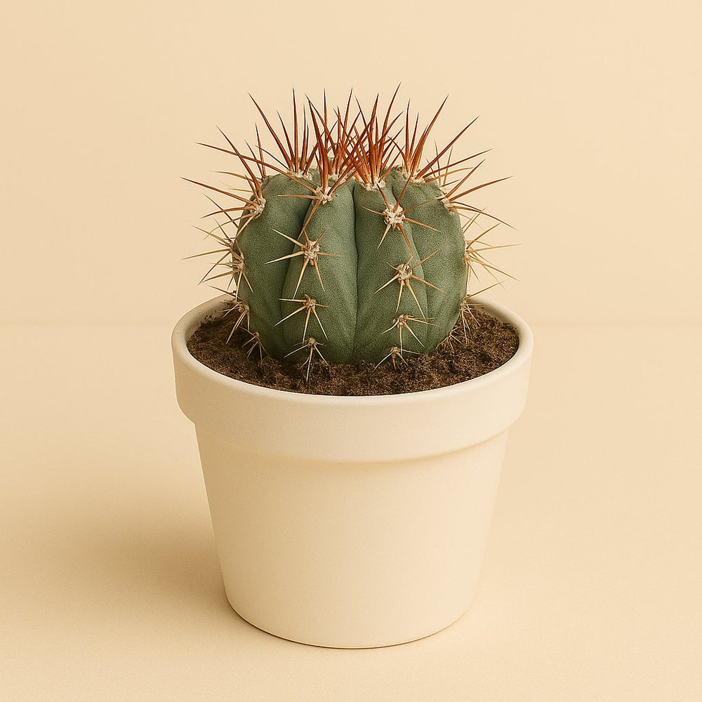 Melocactus Azureus 17cm im 12cm Topf