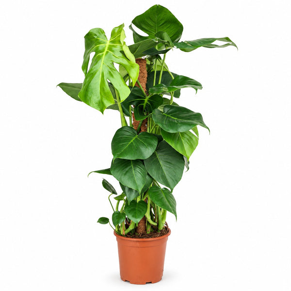 Monstera Deliciosa am Moosstab - 80cm im Kulturtopf