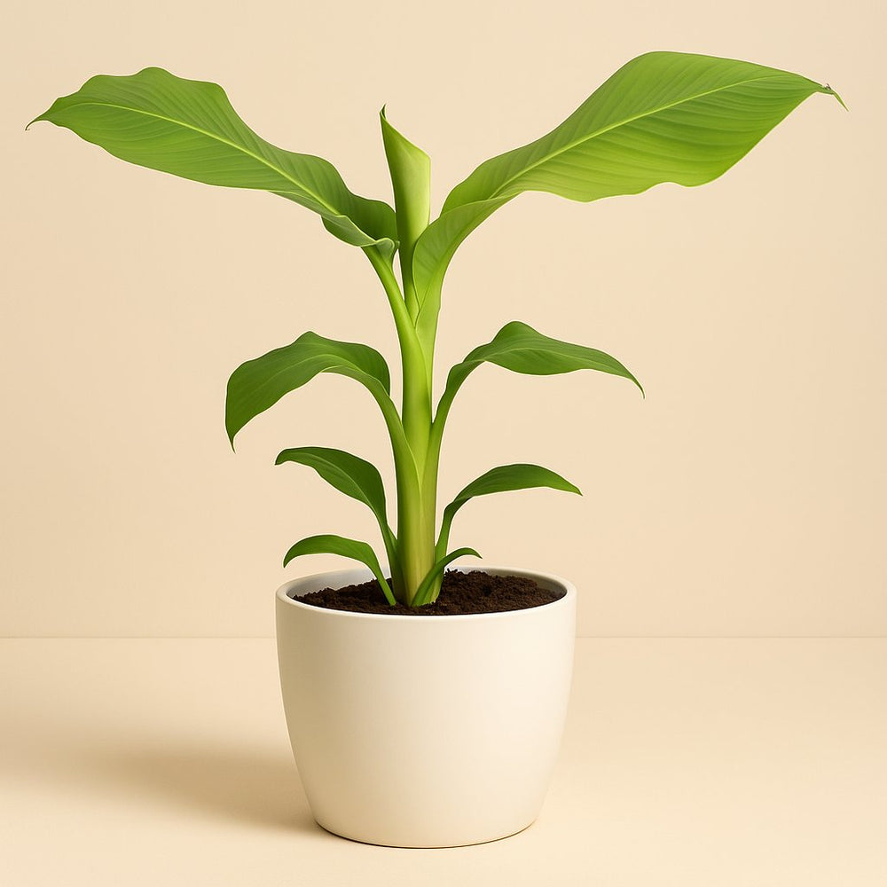 Musa Basjoo 45cm im 17cm Topf