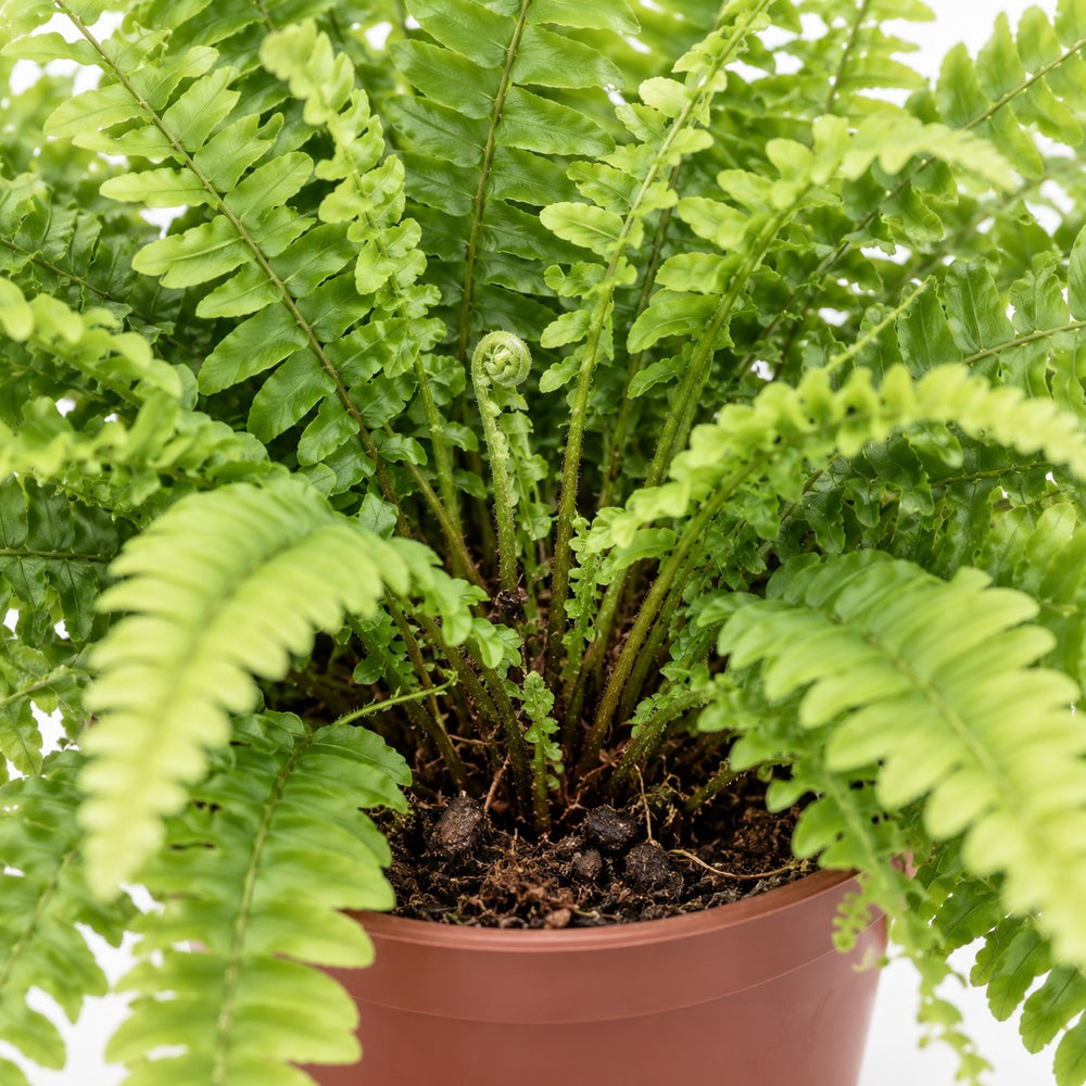Nephrolepis Boston Green Moment, Nahaufnahme Wuchs und Triebansatz