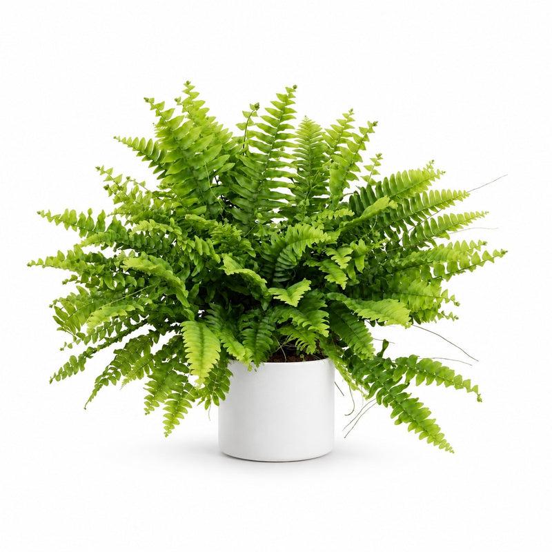 Nephrolepis Boston Green Moment - 20cm Detail