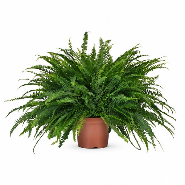 Schwertfarn 'Green Lady' (Nephrolepis) (60cm, Ø19cm) im Kulturtopf