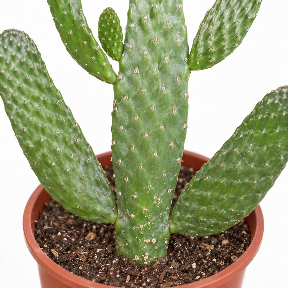 Opuntia Consolea, Nahaufnahme Wuchs und Triebansatz