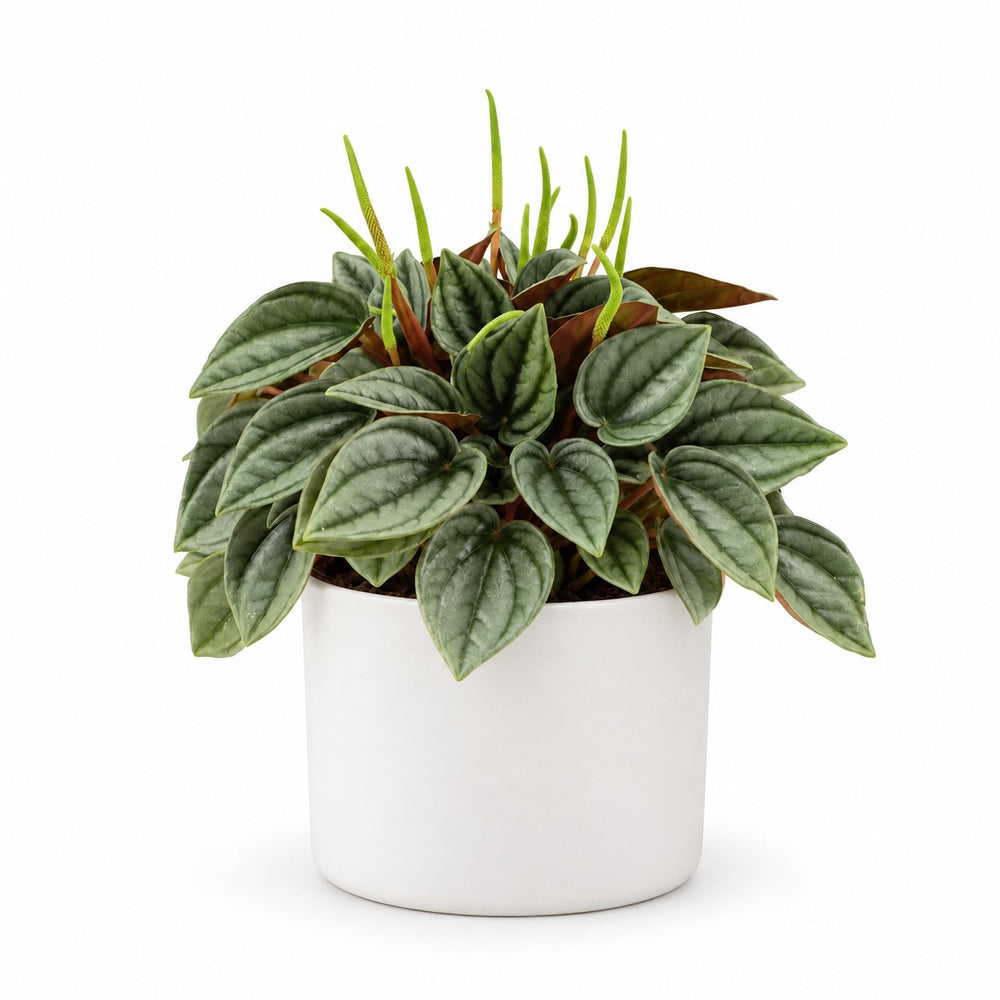 Peperomia Napoli Nights - 15cm, Stylingbeispiel im Übertopf (Übertopf nicht enthalten)