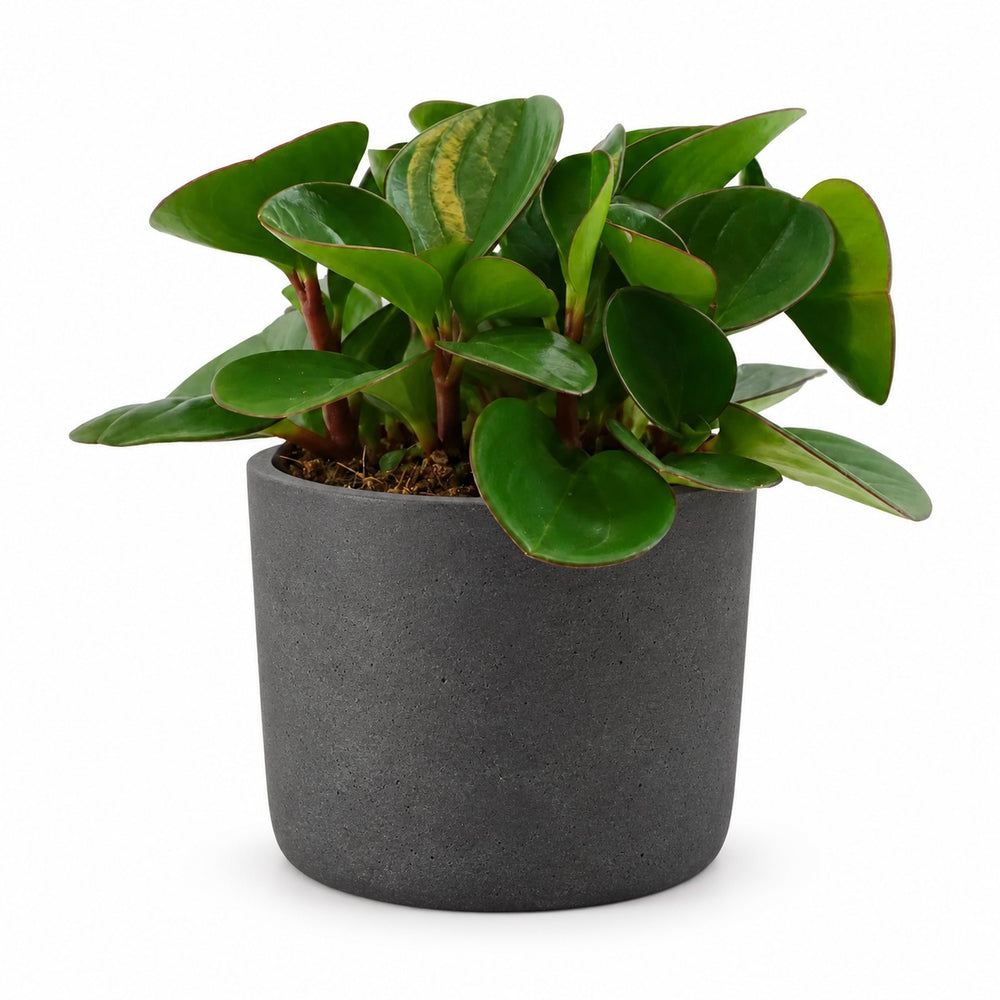 Peperomia Obtipan (15cm, Ø11cm), Stylingbeispiel im Übertopf (Übertopf nicht enthalten)