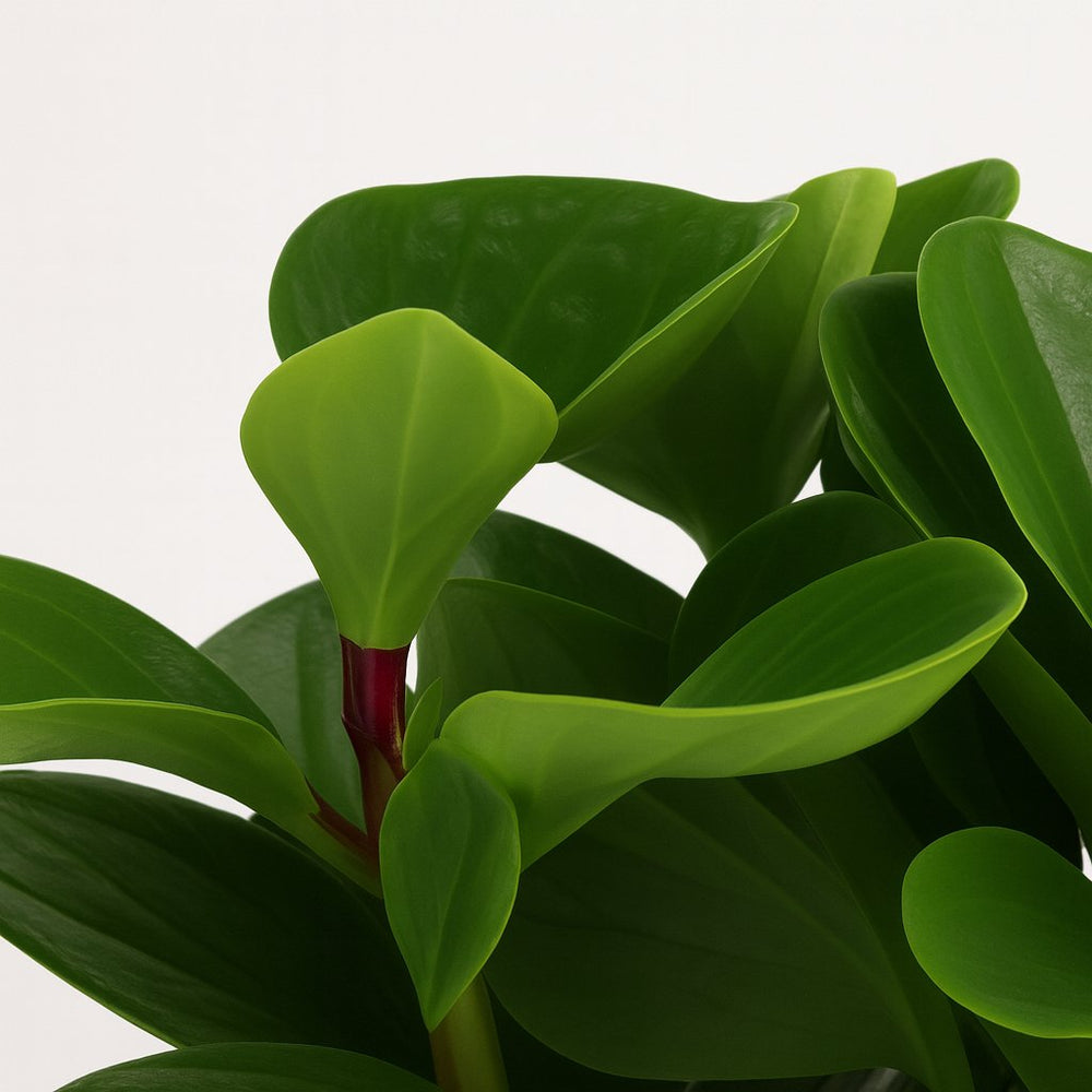 Peperomia Red Canyon 25cm im 15cm Topf Nahaufnahme