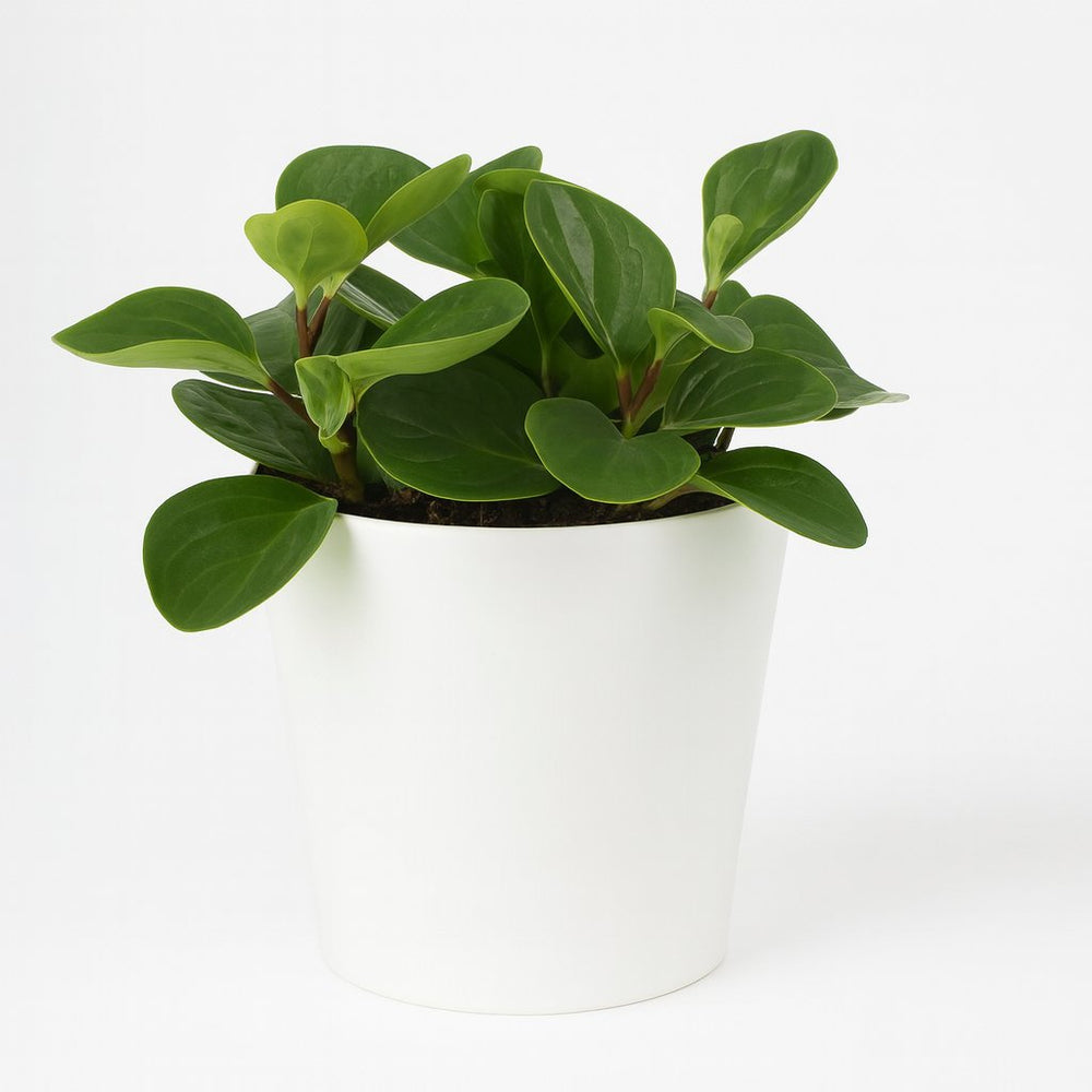 Peperomia Red Canyon 25cm im 15cm Topf