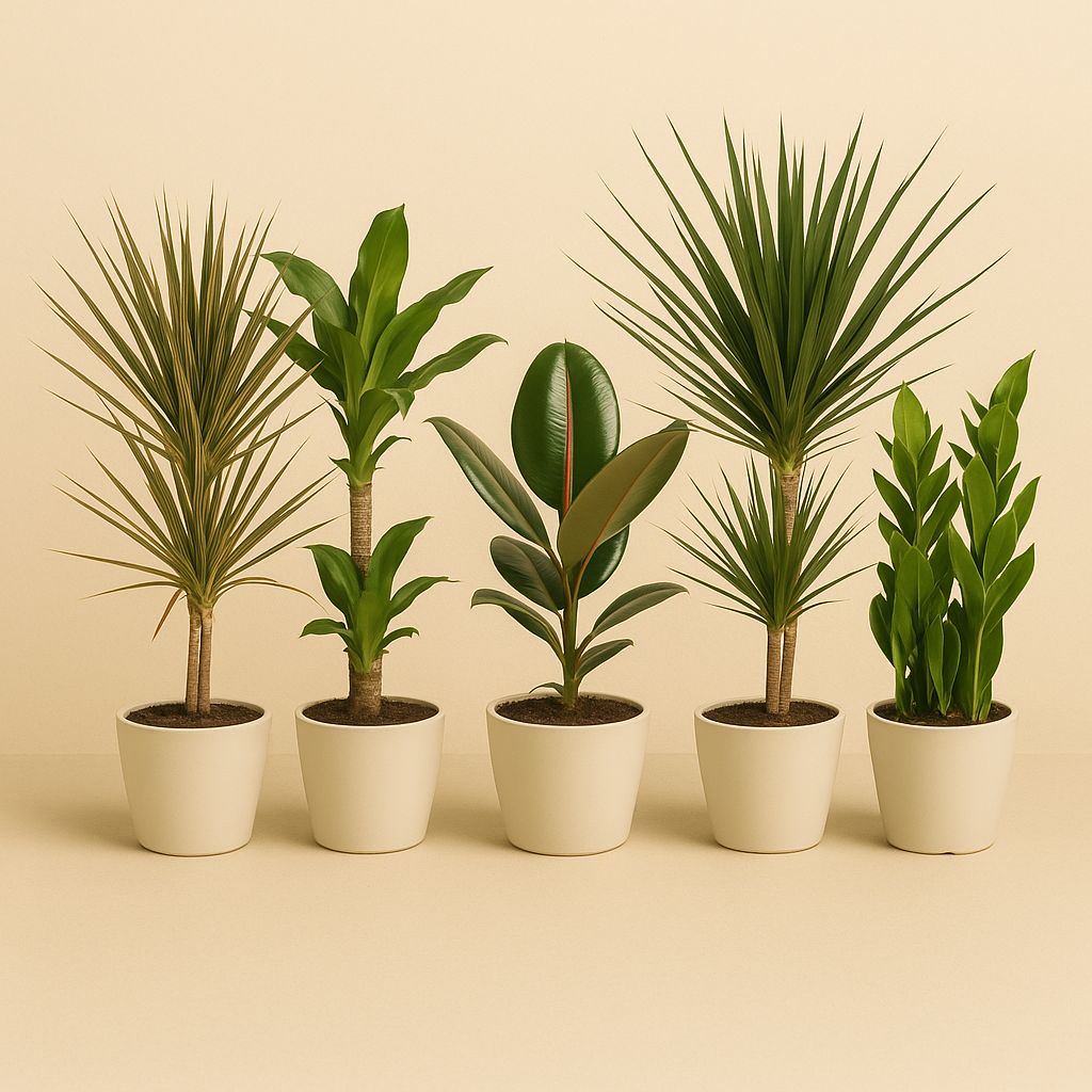 Zimmerpflanzen-Set "Green Giants" - 5 Stück - 55-75cm