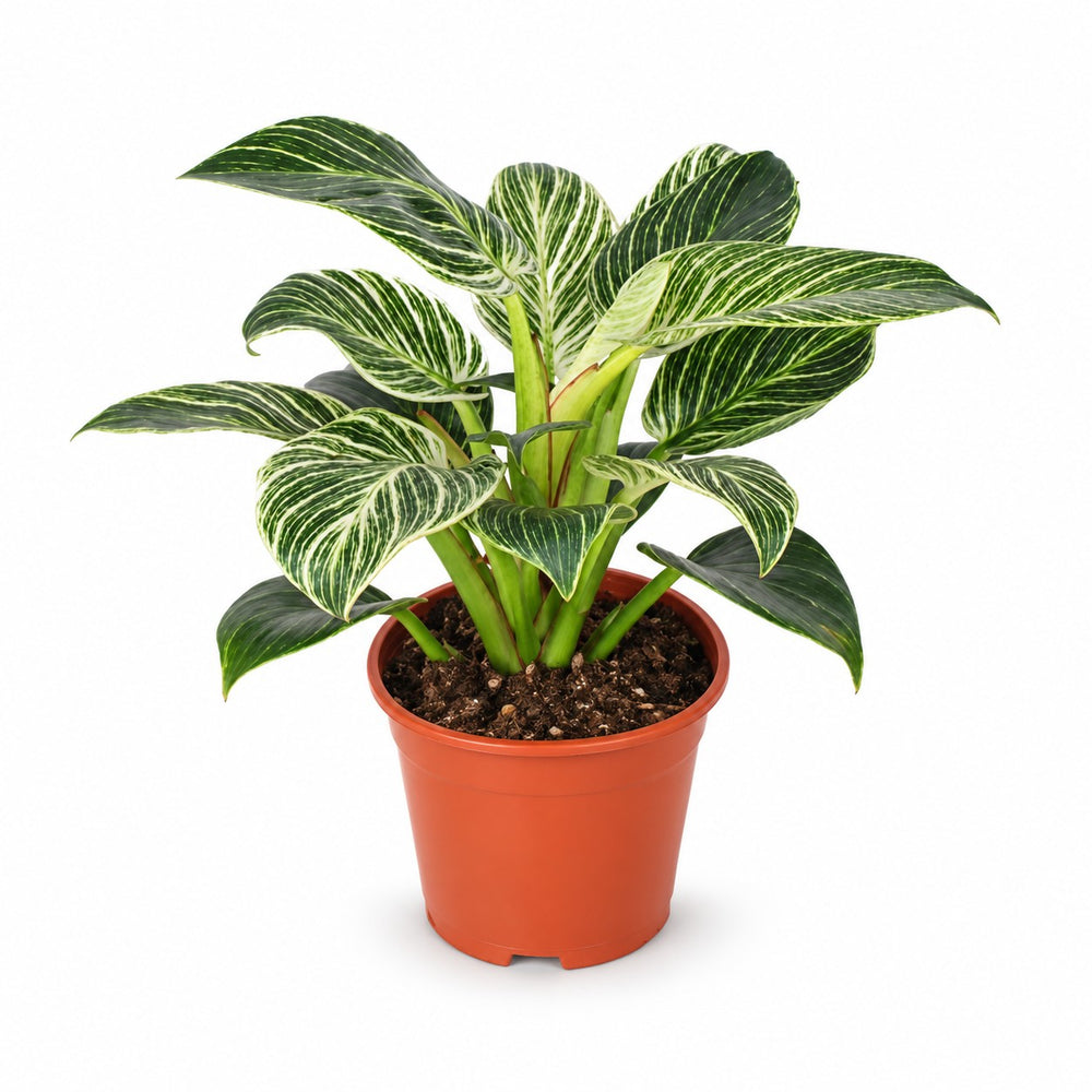Philodendron Birkin (25cm, Ø14cm) im Kulturtopf