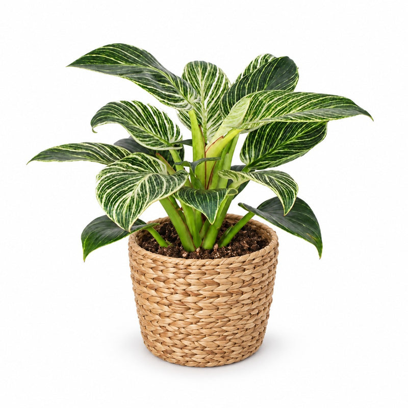 Philodendron Birkin Detail
