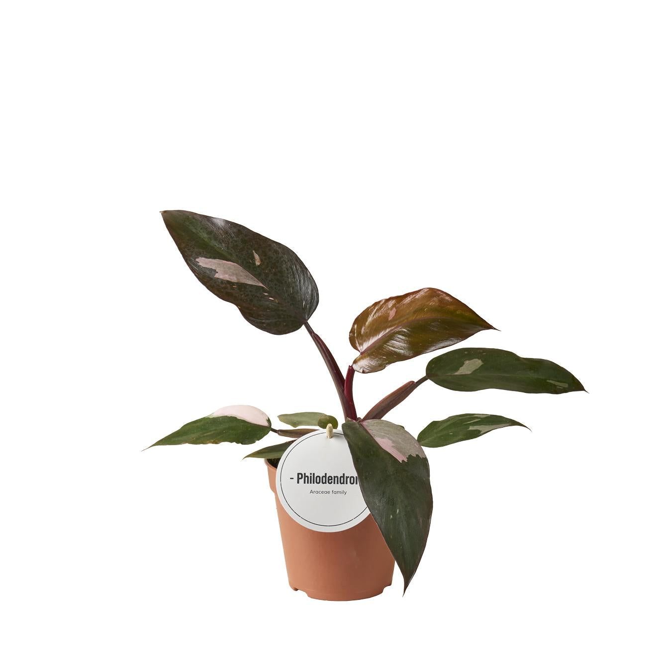 Philodendron Burgundy Princess 25cm