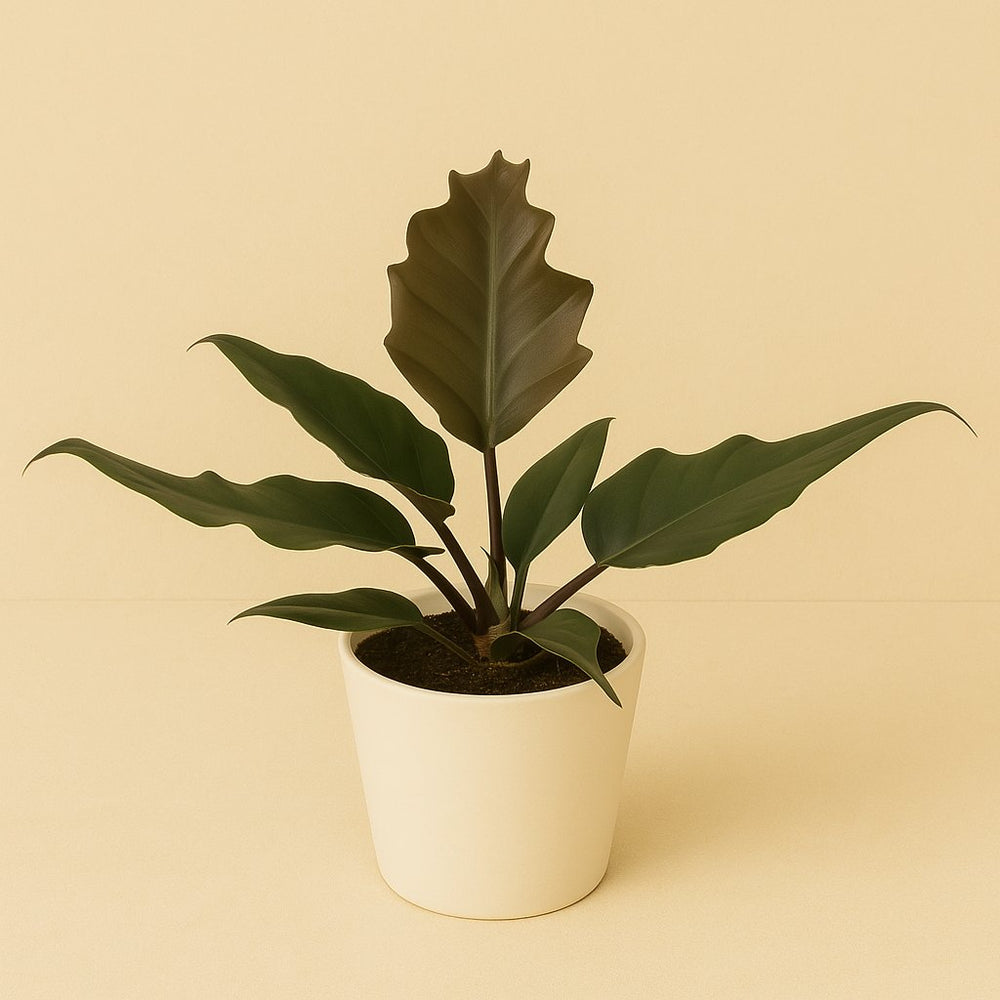 Philodendron Caramel 25cm im 12cm Topf