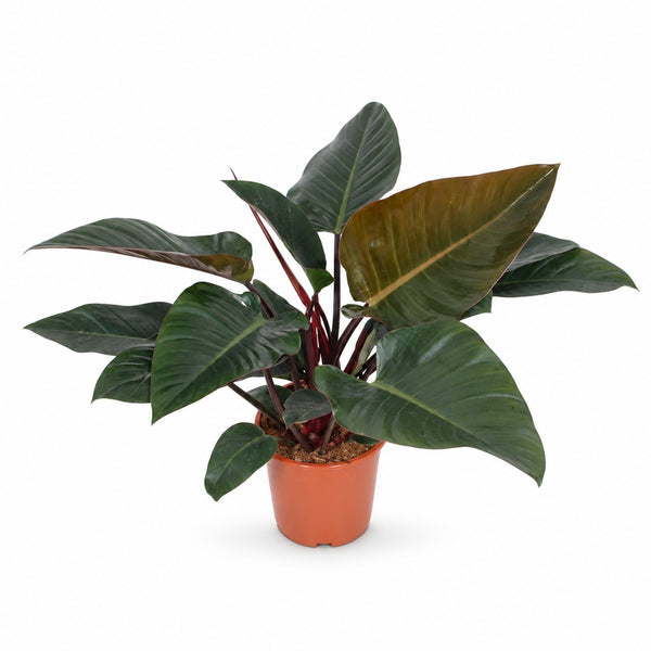 Philodendron Congo Red (80cm, Ø27cm) im Kulturtopf