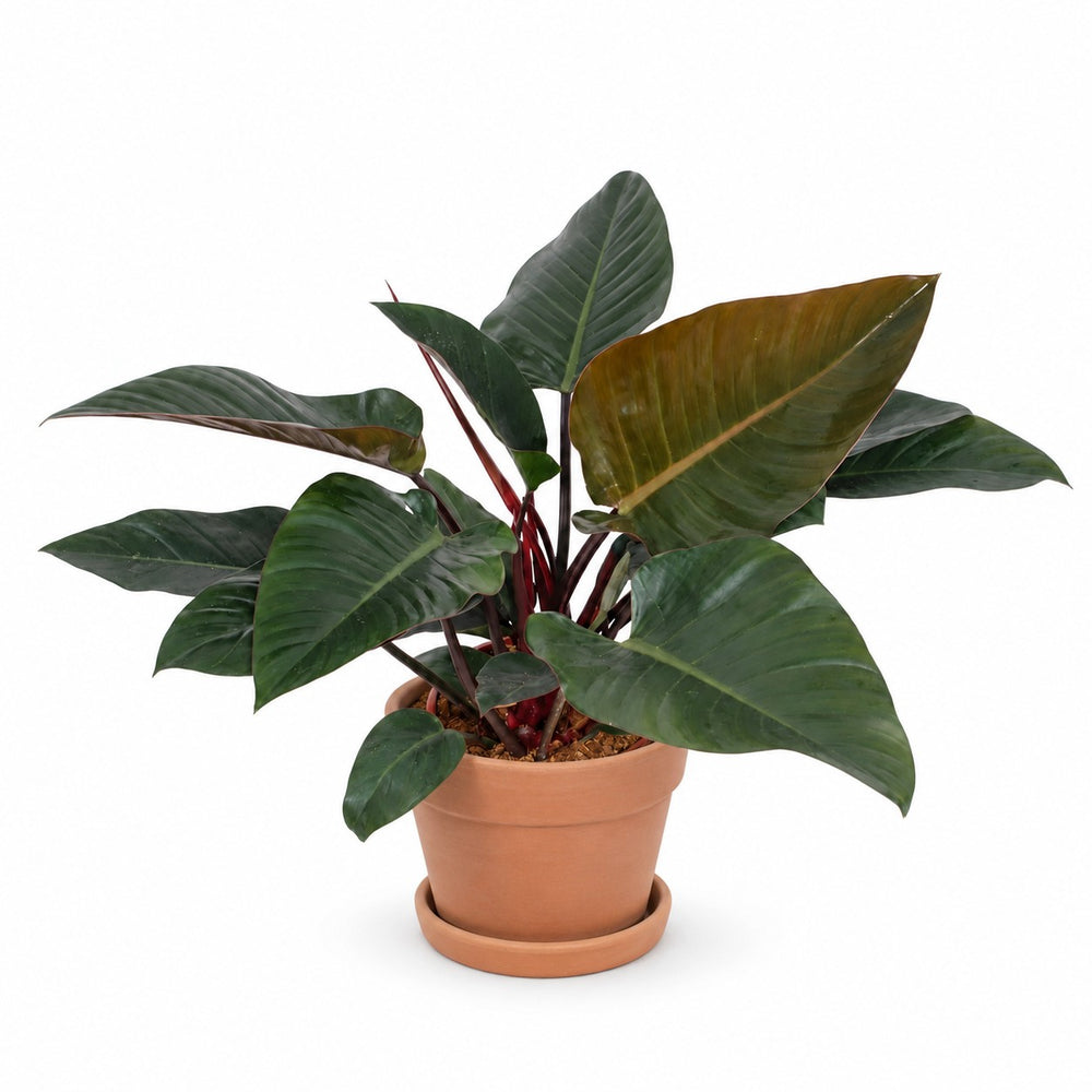 Philodendron Congo Red (80cm, Ø27cm), Stylingbeispiel im Übertopf (Übertopf nicht enthalten)