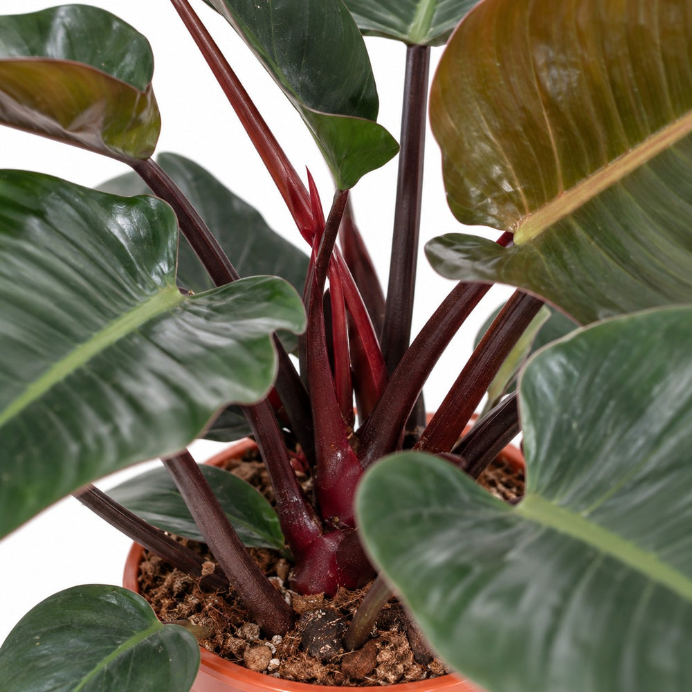 Philodendron Congo Red, Nahaufnahme Wuchs und Triebansatz
