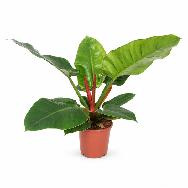 Philodendron Imperial Green (60cm, Ø17cm) im Kulturtopf