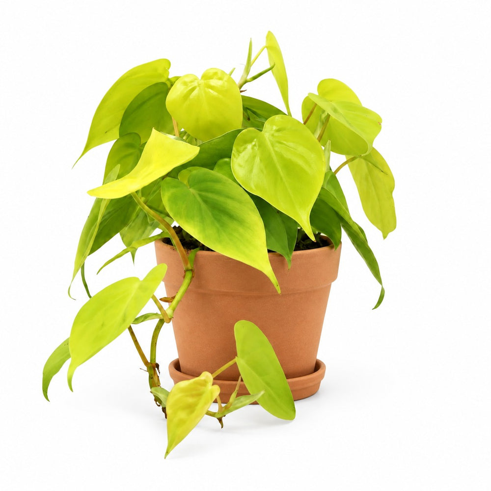 Philodendron Lime (20cm, Ø12cm), Stylingbeispiel im Übertopf (Übertopf nicht enthalten)