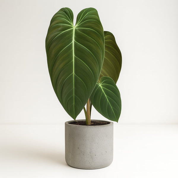 Philodendron Melanochrysum 75cm im 21cm Topf